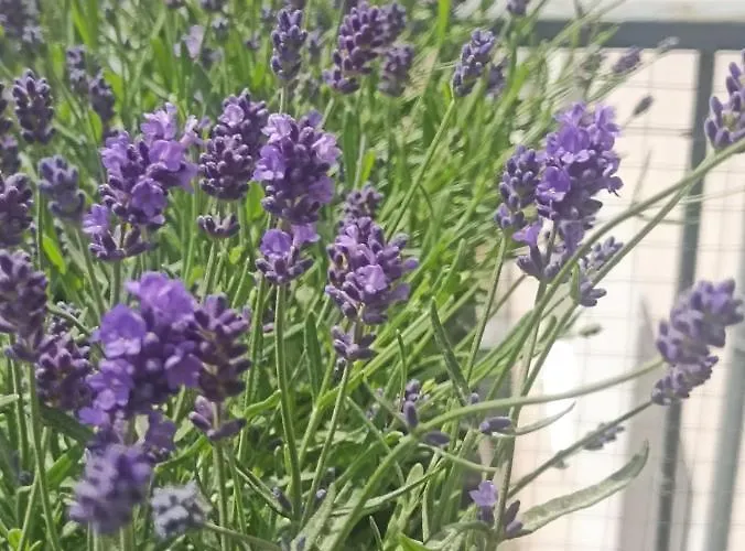 Lawendowy Balkon *